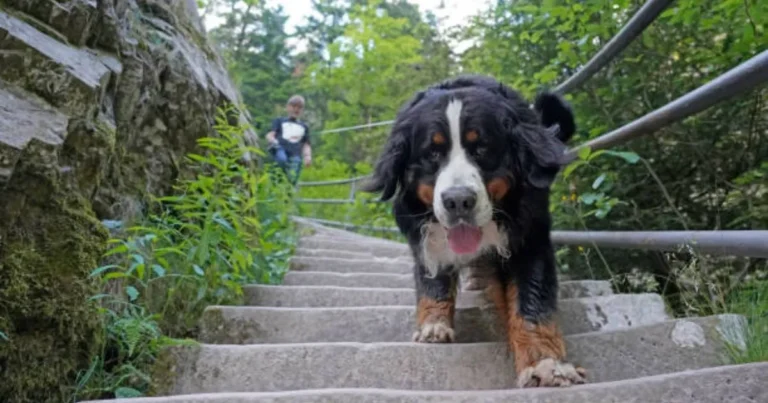 Schwarzwald Urlaub mit Hund